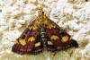 Pyrausta purpuralis